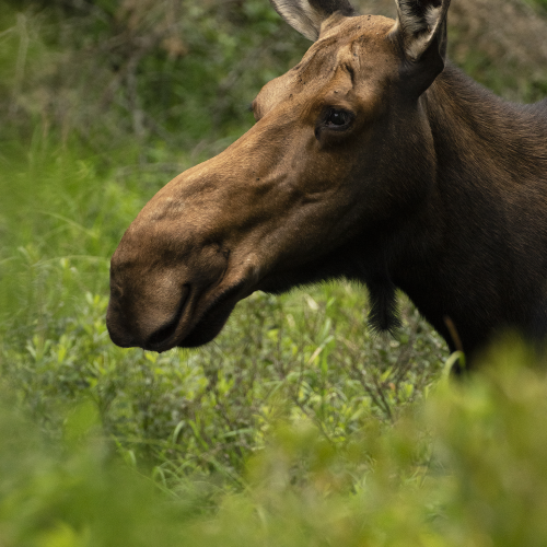 Moose Portrait