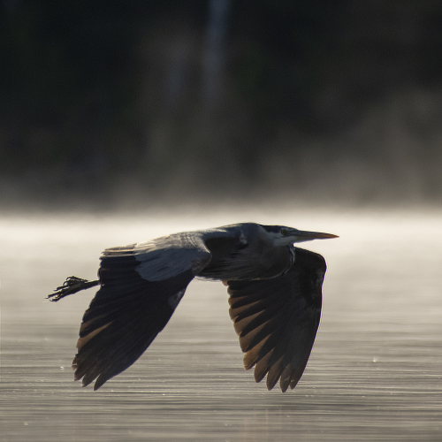 Heron Flyby
