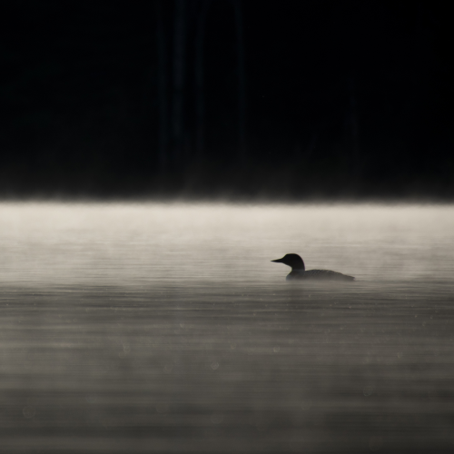 Common Loon in the early morning mist