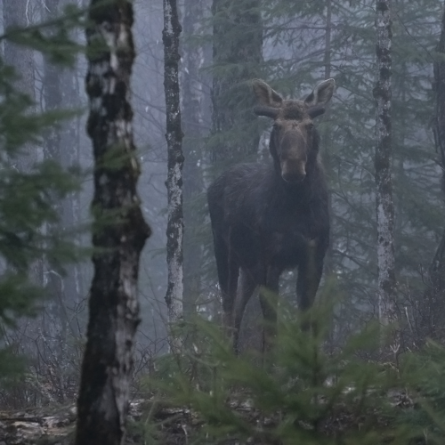 Face to face in the forest