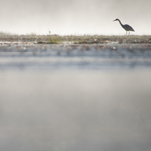Early Morning Heron