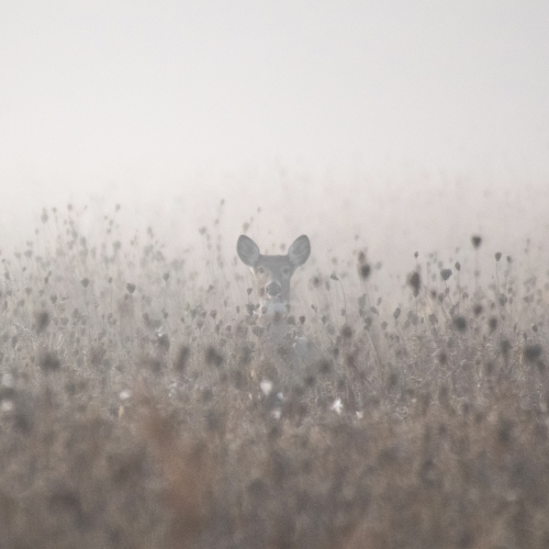 Misty Meadow Deer