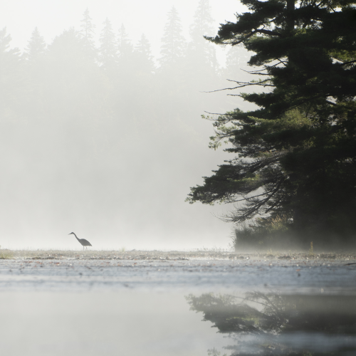 Algonquin Heron