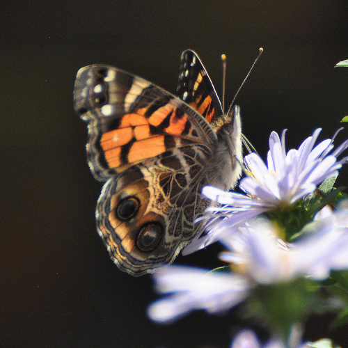 American Painted Lady