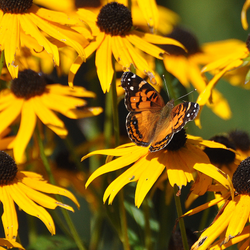 American Painted Lady