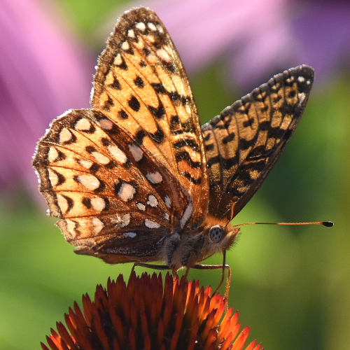 Atlantis Fritillary