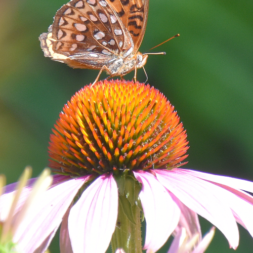 Atlantis Fritillary