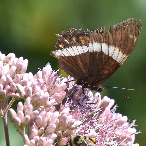 White Admiral