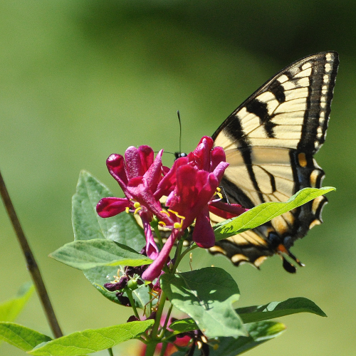 Swallowtail