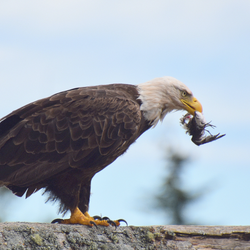 Bald Eagle