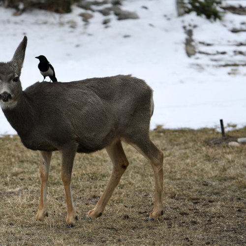 What did the Magpie say to the Mule Deer? 