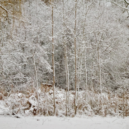 snow