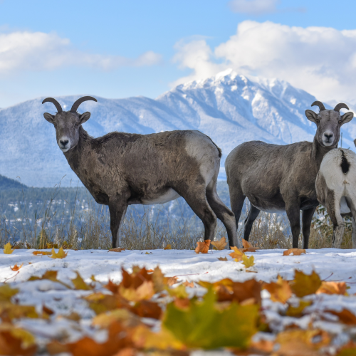 Rocky Mountain Bighorn Sheep on a brisk autumn day.