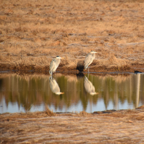 Great Blue Herons