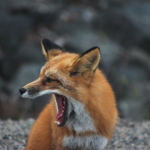 Yawn