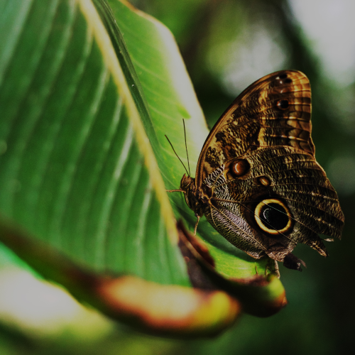 Butterfly