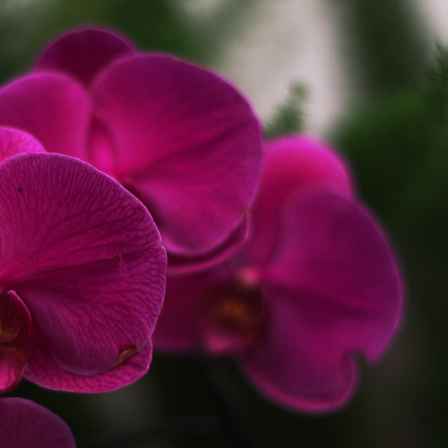 Pink Orchids