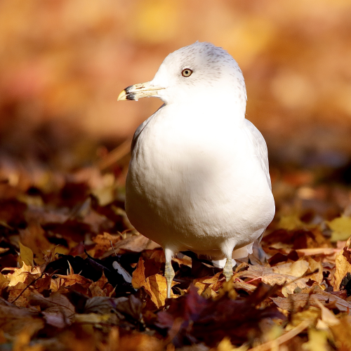 Ring-billed Gull