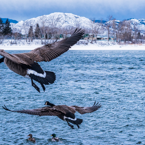 Waterfowl in Flight