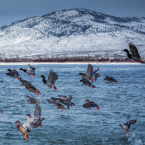 Mallards Preparing To Land