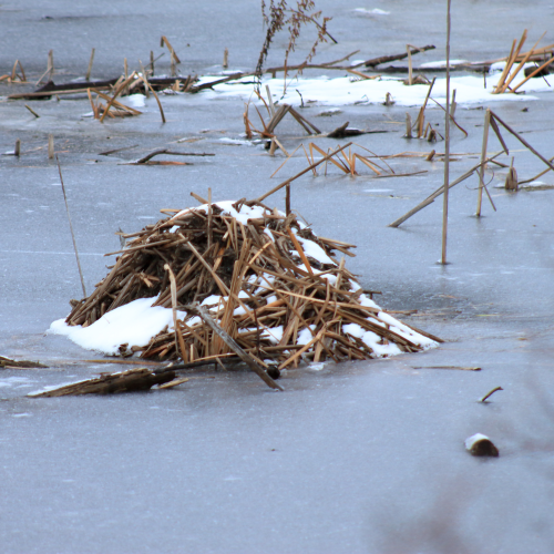 Frozen Lodge
