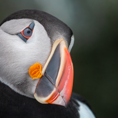 Portrait of an puffin