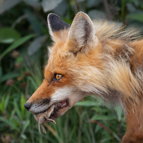 A fox vixen with her catch