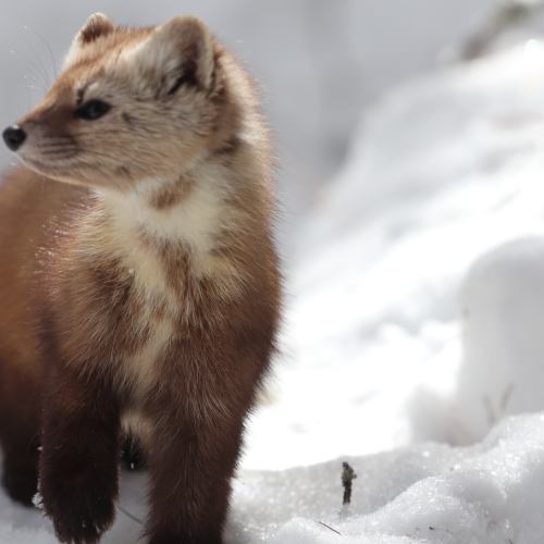 Pine Marten