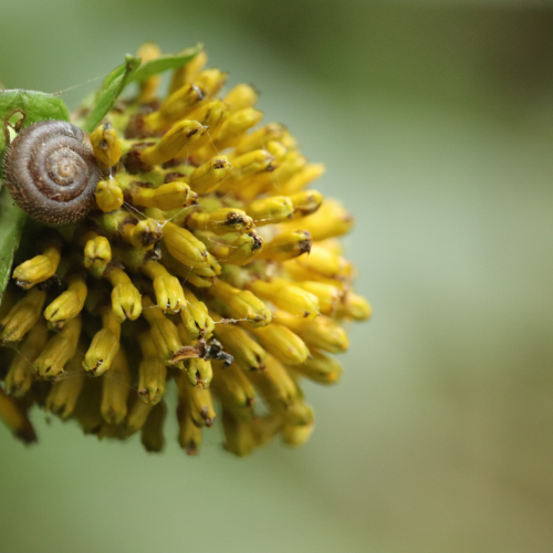 Small Snail
