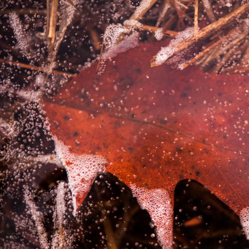 Frozen In Time