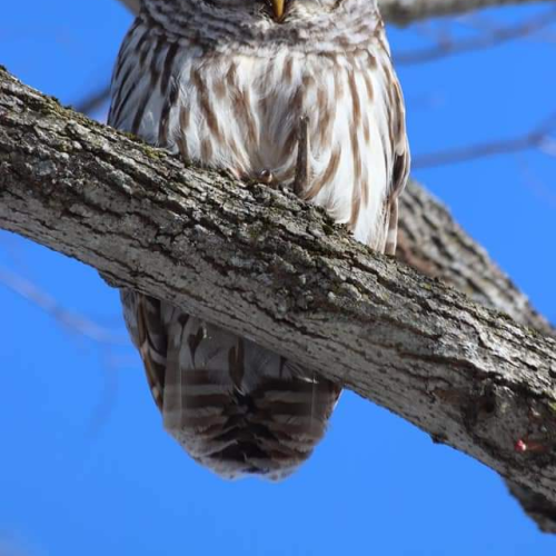 Sleepy Owl