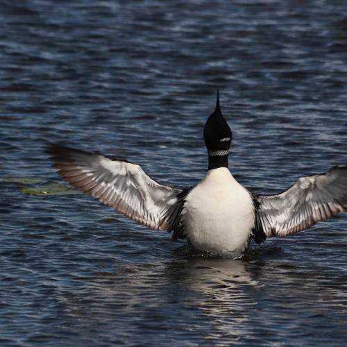 Loon