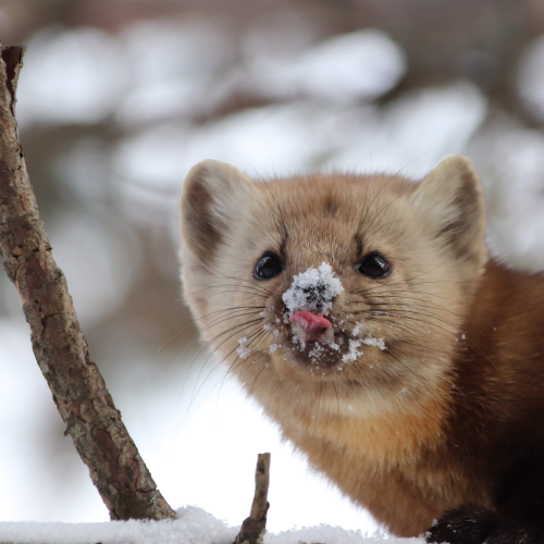 Cheeky Marten