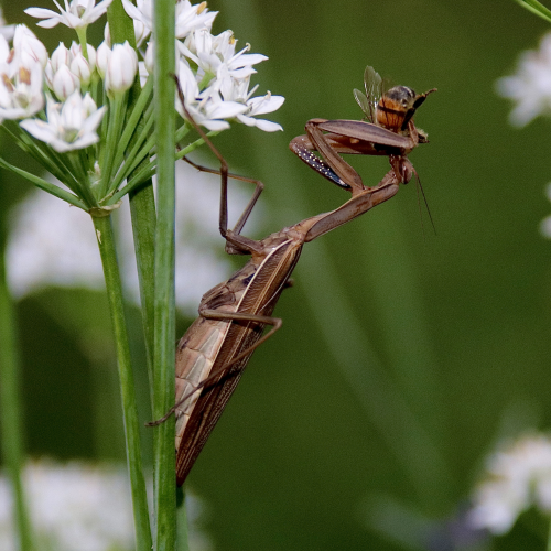 Preying Mantis