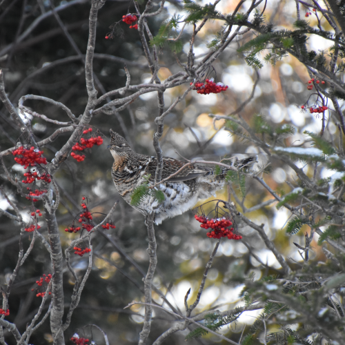 Partridge in a Mountain Ash tree