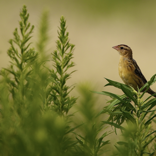 Bobolink