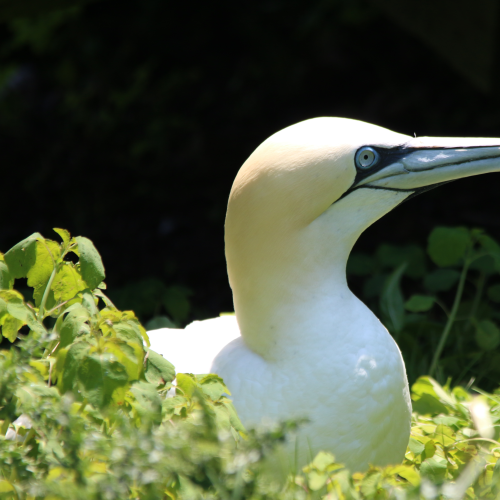 Northern Gannet