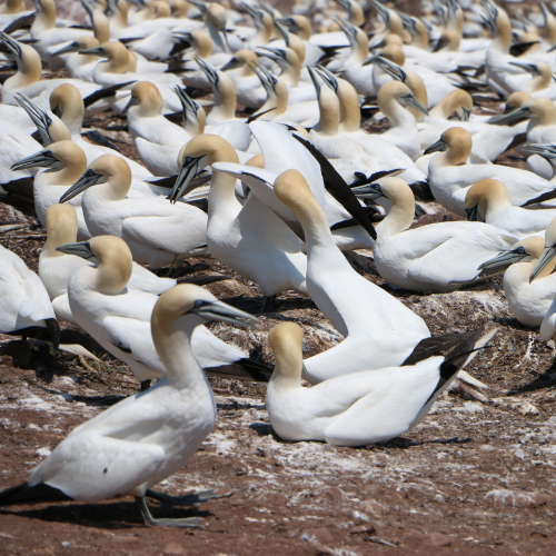 Northern Gannet