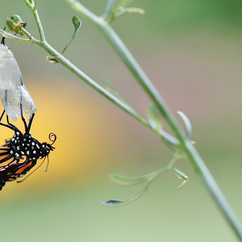 Monarch Butterfly Emerging