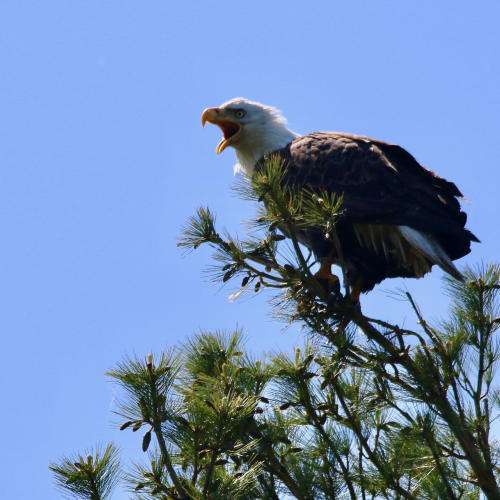 Eagle