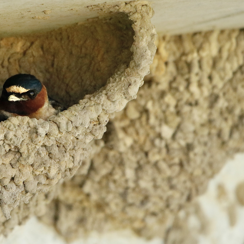 Cliff Swallow
