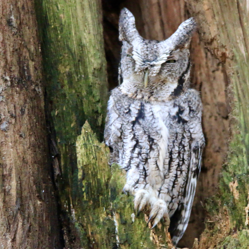 Eastern Screech Owl