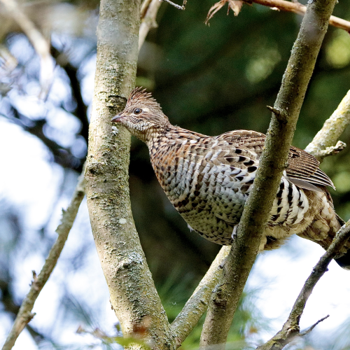 Ruffed Grouse