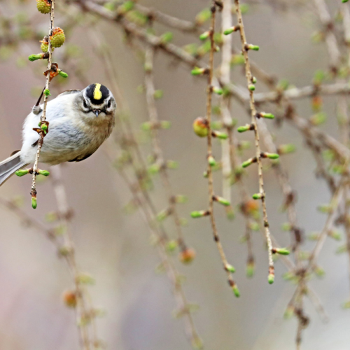 Kinglet Attitude