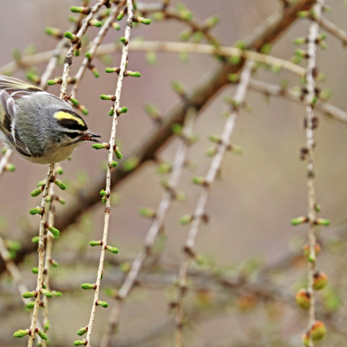 Kinglet Food