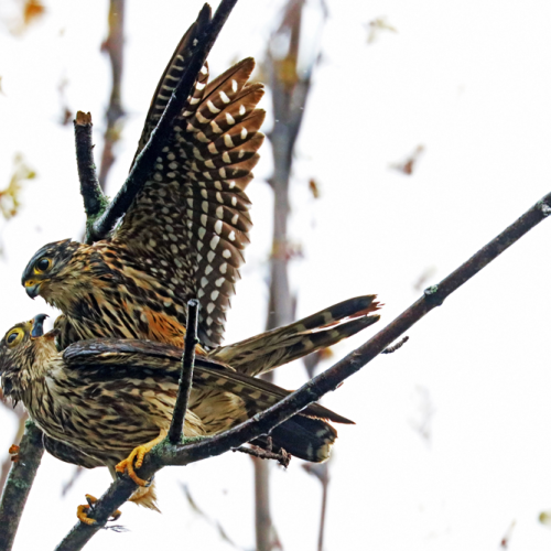 Merlins