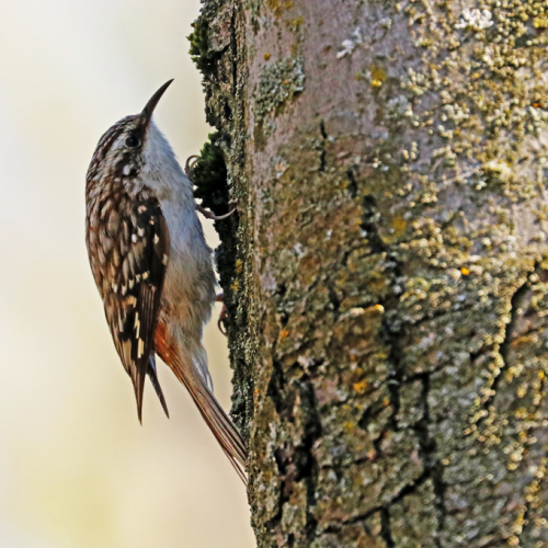Brown Creeper Moving On Up
