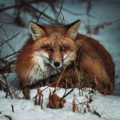 Mr. Fox