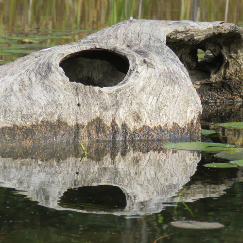 The Skull