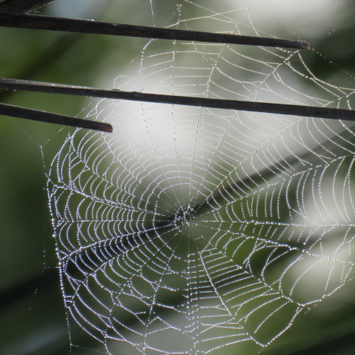 A Web of Tiny Water Droplets